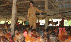 Làm giàu từ nuôi gà ri Lượng Huệ