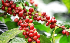 Giá cà phê trong nước tiếp tục phá kỷ lục, có thể vẫn chưa phải là đỉnh