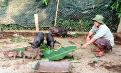 Quảng Nam: Hơn 10 tỷ đồng hỗ trợ người dân Nam Giang phát triển kinh tế vườn, kinh tế trang trại