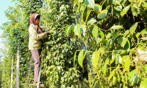 Giá tiêu cao, dự báo xu hướng thị trường trong ngắn hạn