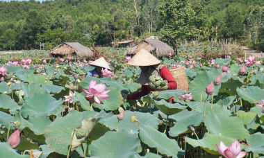 Điều gì đến với nông dân và HTX khi tham gia chuỗi liên kết sản xuất?