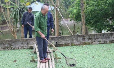 Lão nông Lào Cai làm giàu từ mô hình nuôi ốc nhồi