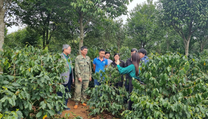 Chuyên canh, phát triển cà phê bền vững trên đất Sơn La