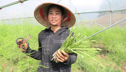 Xã Pắc Ta ở Lai Châu gặt hái những “trái ngọt” trong phát triển kinh tế - xã hội