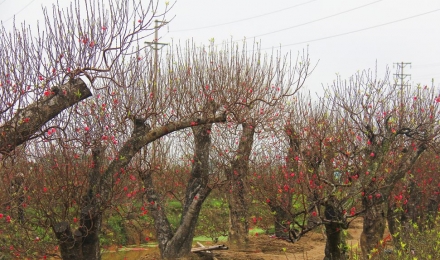 Bí quyết chọn đào đẹp cho Tết 2025: Mang sắc xuân về nhà