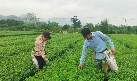 Tiếp sức cho nông dân Hòa Bình làm giàu