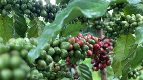 Giá cà phê có tuần rực rỡ, Arabica liên tiếp lập kỷ lục, Robusta tiến gần mức đỉnh lịch sử