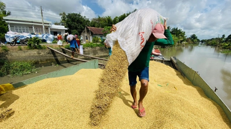 Indonesia dự báo sản lượng gạo quý I/2025 tăng cực mạnh, có thể không nhập gạo, gạo Việt hiện ra sao?