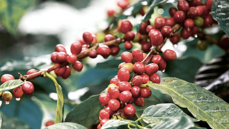 Giá cà phê Arabica đi lên chưa thấy điểm dừng, tiếp tục cán kỷ lục mới