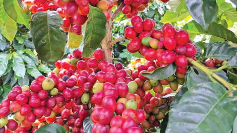 Giá cà phê Arabica tiếp tục tăng, cà phê trong nước biến động nhẹ