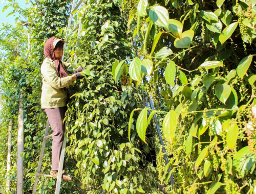 Giá tiêu cao, dự báo xu hướng thị trường trong ngắn hạn