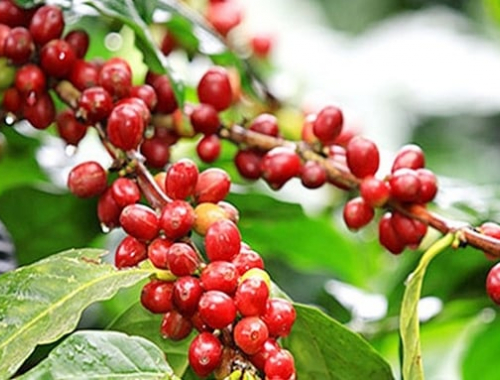 Giá cà phê trong nước tiếp tục phá kỷ lục, có thể vẫn chưa phải là đỉnh