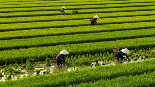 Agribank đẩy mạnh cho vay sản xuất, kinh doanh lúa gạo