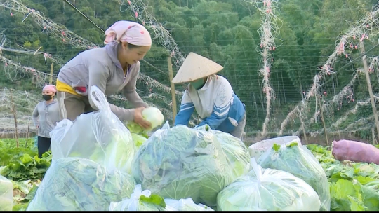 Nông dân vùng cao tích cực chăm sóc rau màu phục vụ thị trường Tết