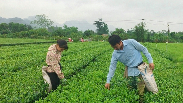 Tiếp sức cho nông dân Hòa Bình làm giàu