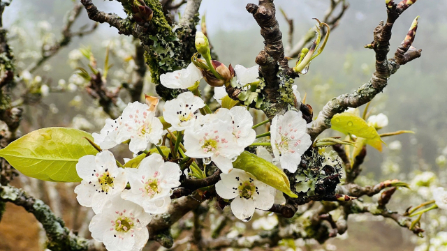 Lễ hội hoa lê trắng Si Ma Cai (Lào Cai) sẽ diễn ra vào giữa tháng 3/2025