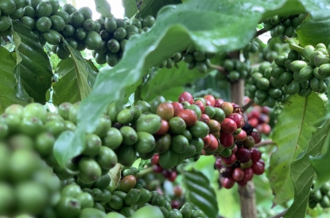 Giá cà phê có tuần rực rỡ, Arabica liên tiếp lập kỷ lục, Robusta tiến gần mức đỉnh lịch sử