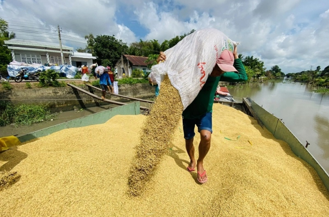 Indonesia dự báo sản lượng gạo quý I/2025 tăng cực mạnh, có thể không nhập gạo, gạo Việt hiện ra sao?