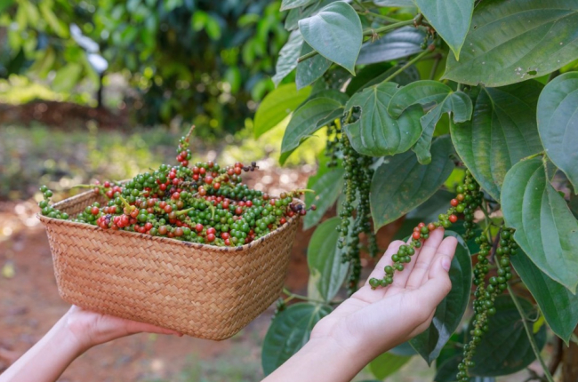 Giá tiêu tăng ngày thứ ba liên tiếp, Bình Phước, Bà Rịa - Vũng Tàu, Đắk Lắk vọt mạnh nhất