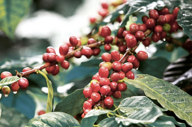 Giá cà phê Arabica đi lên chưa thấy điểm dừng, tiếp tục cán kỷ lục mới