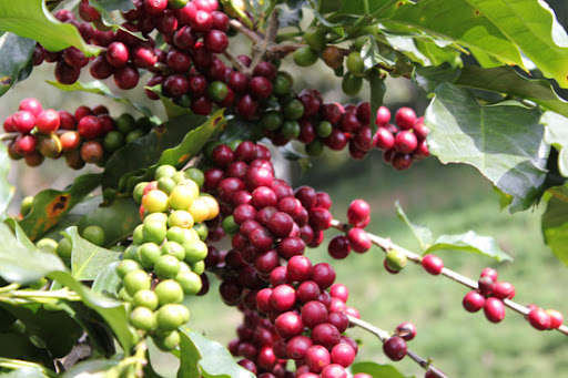 Phiên giảm mạnh của Robusta, kéo theo Arabica dứt đà tăng liên tiếp