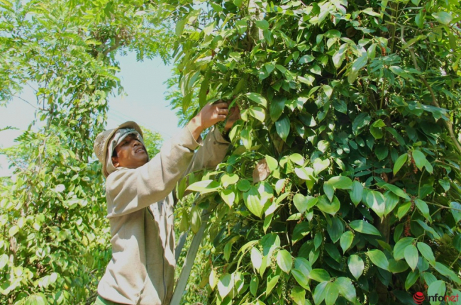 Giá tiêu chịu tác động mạnh khi nguồn cung tiêu toàn cầu sụt giảm, Đắk Nông và Đắk Lắk vẫn có giá tiêu tốt nhất