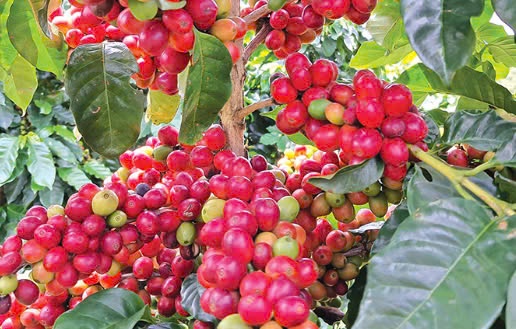 Giá cà phê Arabica tiếp tục tăng, cà phê trong nước biến động nhẹ