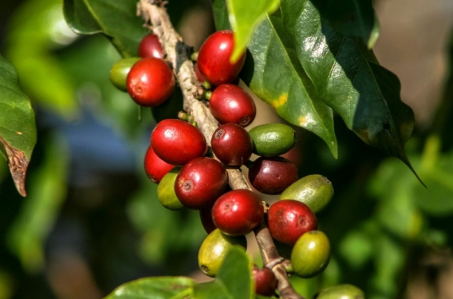 Giá cà phê bật tăng đồng loạt, nông dân vẫn chờ giá cao hơn, nguồn cung cà phê quá hạn hẹp