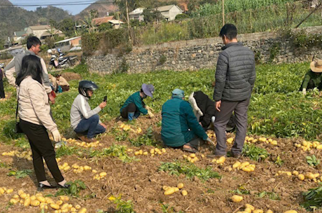 Không để đất nghỉ, nông dân trồng khoai tây giống mới có thu nhập khấm khá