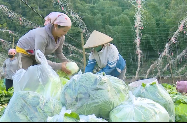 Nông dân vùng cao tích cực chăm sóc rau màu phục vụ thị trường Tết