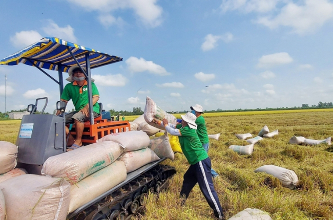 Lập đỉnh 9 triệu tấn gạo xuất khẩu: Liệu 2025 có tiếp tục bứt phá?