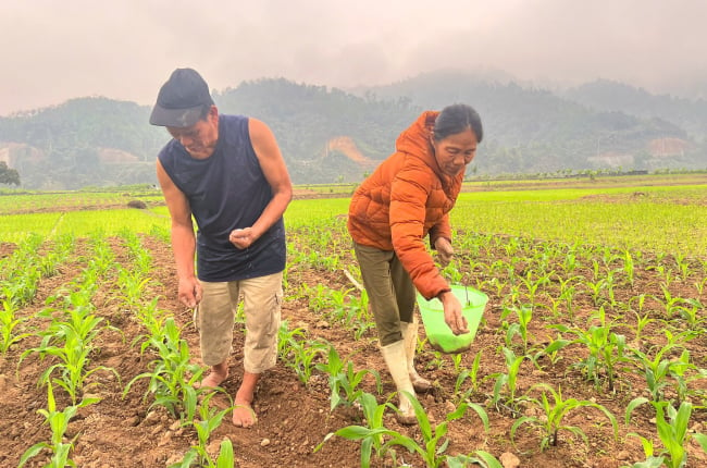 Nông dân Lào Cai làm gì để ngô đạt năng suất cao, chất lượng tốt