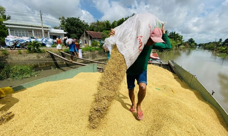 Indonesia dự báo sản lượng gạo quý I/2025 tăng cực mạnh, có thể không nhập gạo, gạo Việt hiện ra sao?