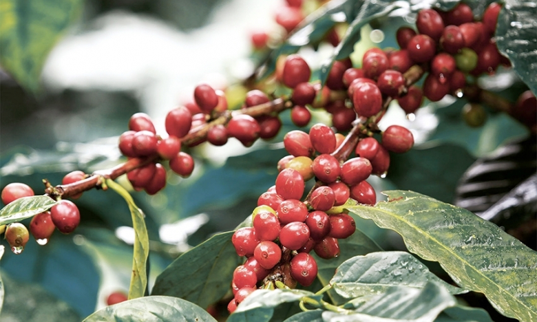 Giá cà phê Arabica đi lên chưa thấy điểm dừng, tiếp tục cán kỷ lục mới