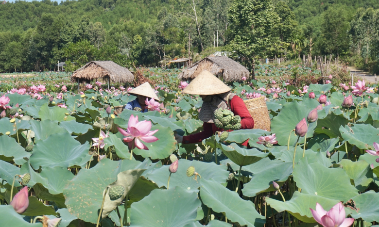 Điều gì đến với nông dân và HTX khi tham gia chuỗi liên kết sản xuất?