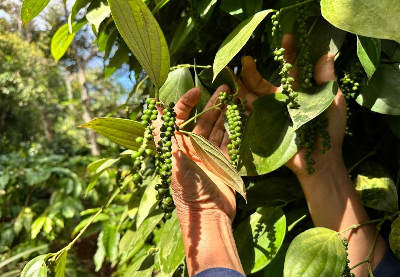 Giá tiêu tiếp tục tăng mạnh, nguồn cung ngày càng khan hiếm