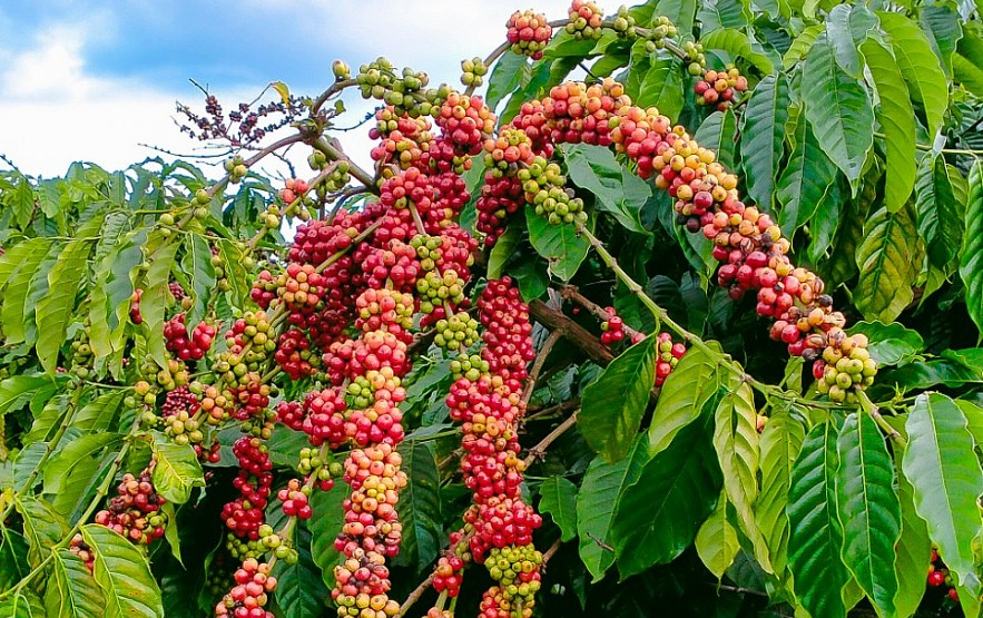 Giá cà phê hôm nay biến động rất nhẹ tại Đắk Lắk và Gia Lai