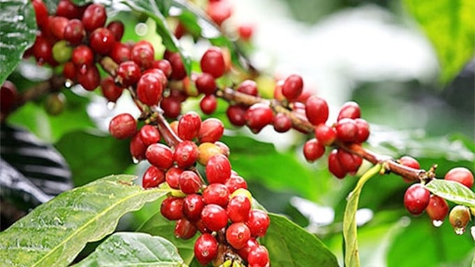 Giá cà phê trong nước tiếp tục phá kỷ lục, có thể vẫn chưa phải là đỉnh