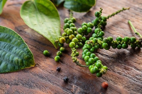 Giá tiêu lại bật tăng trở lại đồng loạt, lên xuống như chong chóng, nông dân và thương lái tiếp tục tích trữ