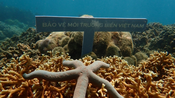 Rạn san hô Great Barrier vào mùa sinh sản