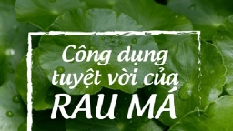 Cùng B.s Trường Dược Sài Gòn  tìm hiểu công dụng của rau má