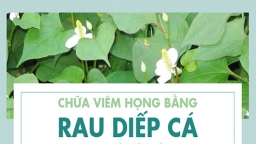 Phương pháp chữa viêm họng từ rau diếp cá