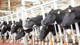 TH true MILK nhận giải thưởng 'Trang trại chăn nuôi bò sữa tốt nhất' Việt Nam