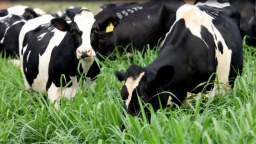 Sữa tươi hữu cơ TH true MILK: Tiên phong dòng sữa tốt cho sức khỏe