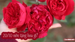 20/10 nên tặng hoa gì vừa đẹp lại ý nghĩa? Gợi ý 3 loại hoa đẹp phái mạnh nên tham khảo