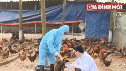 Tình hình dịch cúm gia cầm H5N1 tại Việt Nam: Trà Vình phát hiện 2 ổ dịch