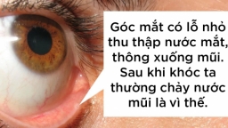 15 sự thật thú vị về cơ thể người mà trường học không dạy cho bạn