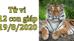 Tử vi 12 con giáp hôm nay 19/8/2020: Tuổi Dần thuận lợi, tuổi Mão gặp phiền phức