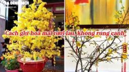 Cách giữ hoa mai tươi lâu, không rụng cánh suốt Tết Nhâm Dần 2022