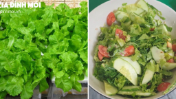 Điều gì xảy ra với cơ thể khi bạn ăn rau xà lách hàng ngày?